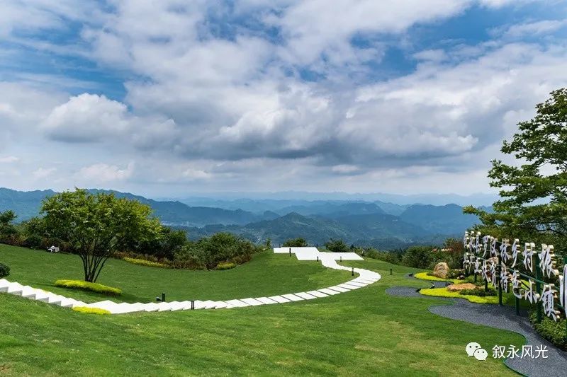 罗汉林的这棵树已成网红树