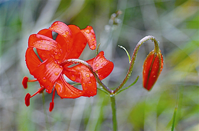 萨日朗:草原上的什么花?