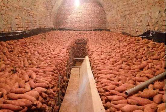 600万斤放在地窖已经开始出现腐烂来听听网友怎么说的