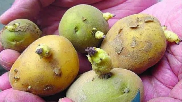3,翻新土豆不能吃问题土豆大多有着相同"面貌":外表光滑,几乎没有泥土