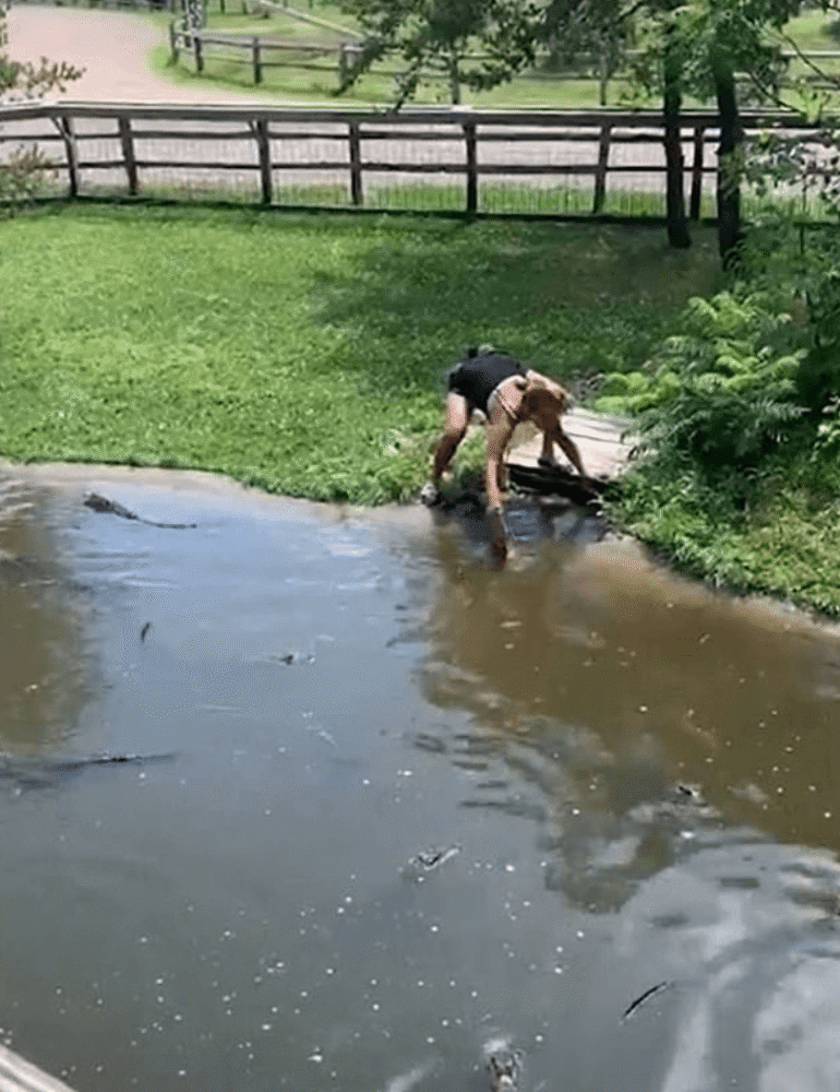 鳄鱼|美国妇女带儿子闯进动物园鳄鱼池，将手伸进水里打捞手提包