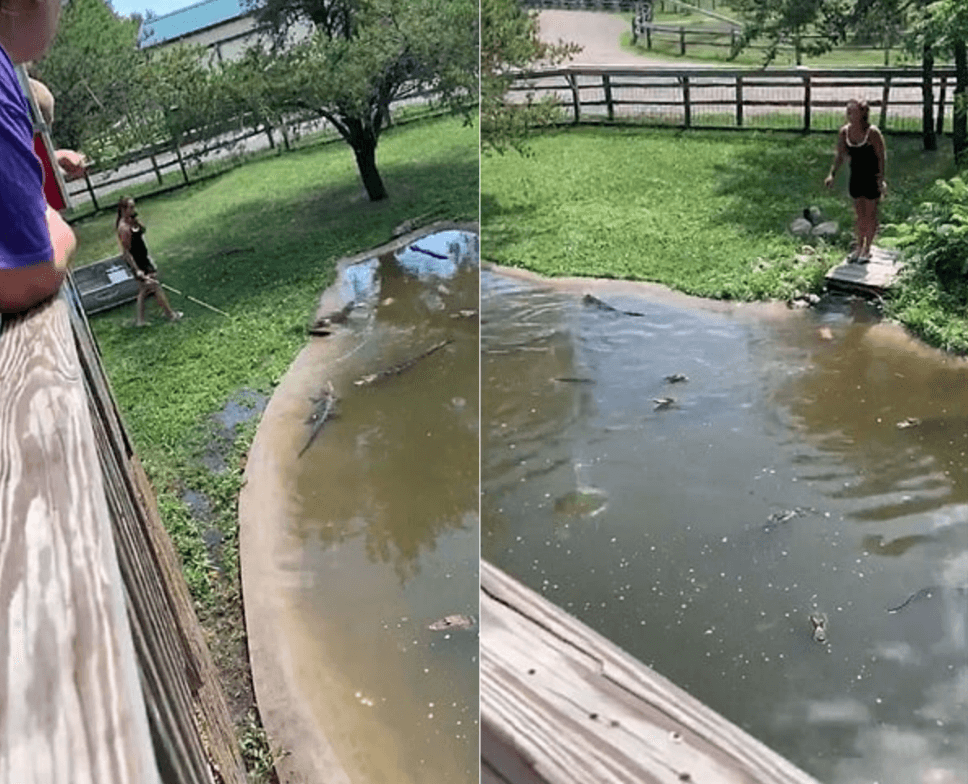 鳄鱼|美国妇女带儿子闯进动物园鳄鱼池，将手伸进水里打捞手提包