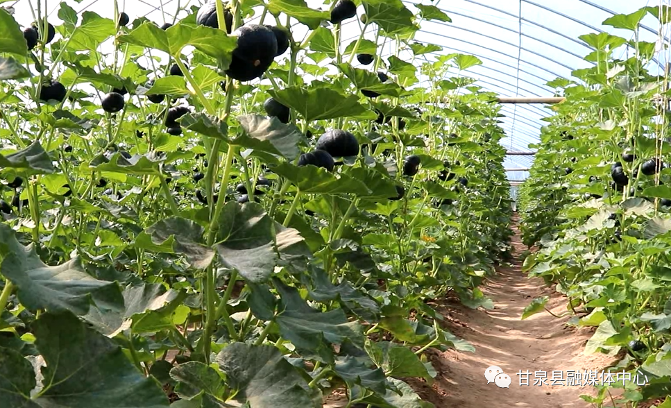 在石门镇梁庄村贝贝南瓜种植基地,可以看到一排排钢架棚依次排开,在