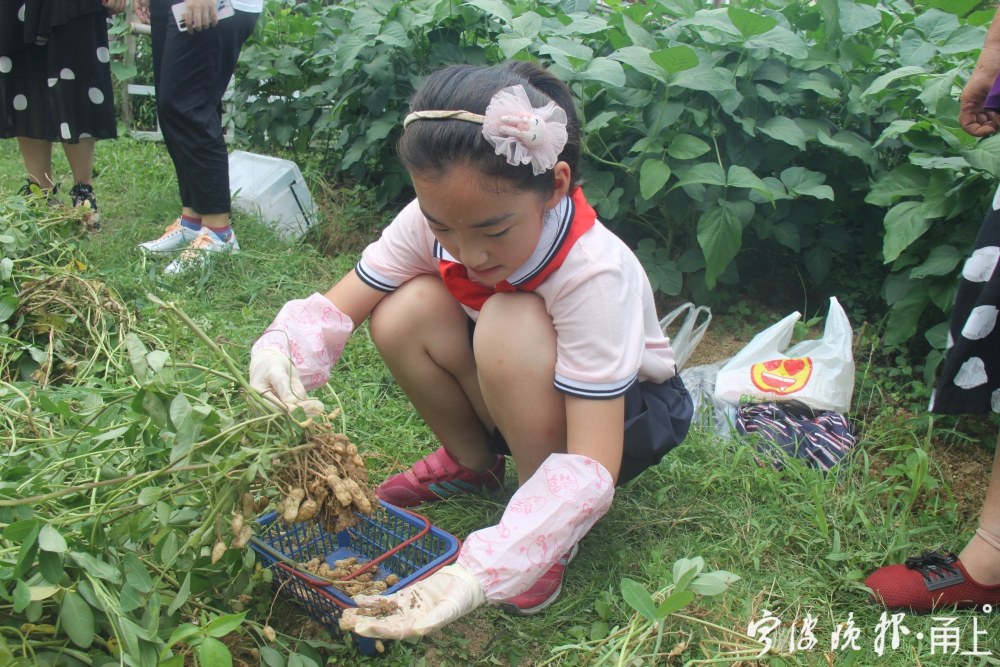 知花生摘花生卖花生宁波一小学开展玩转花生主题活动