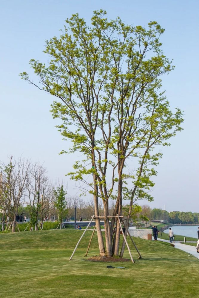 每日植物 朴树_腾讯新闻