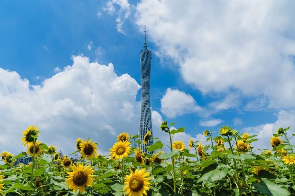 详细攻略戳:广州塔下的向日葵花海,好看到爆炸!