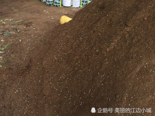 肥料|养花选肥要谨慎，很多人不知道好坏，只要选对了一定会事半功倍