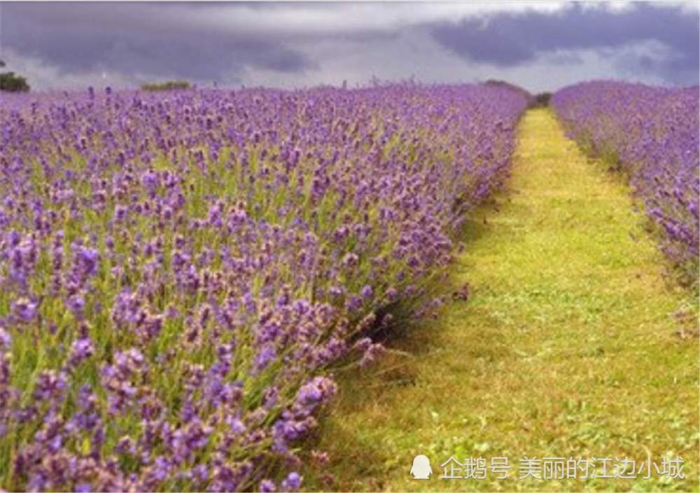 肥料|养花选肥要谨慎，很多人不知道好坏，只要选对了一定会事半功倍