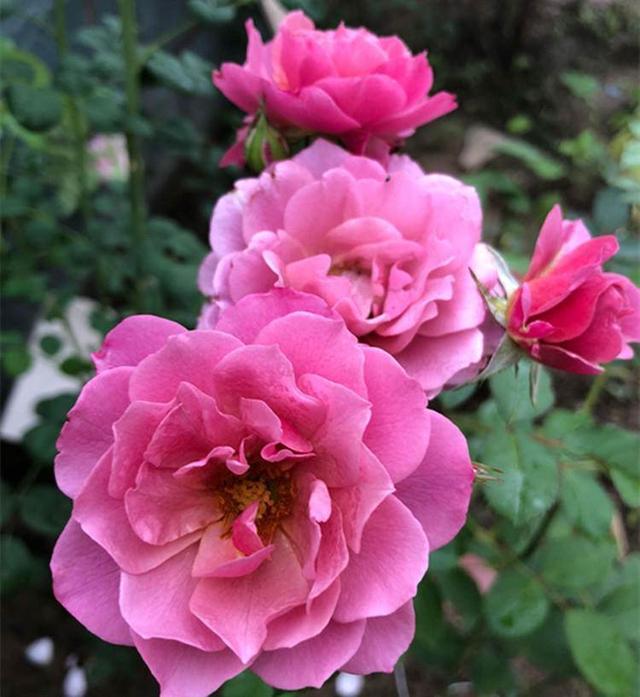 梅雨季节过后月季应该如何浇水 腾讯新闻