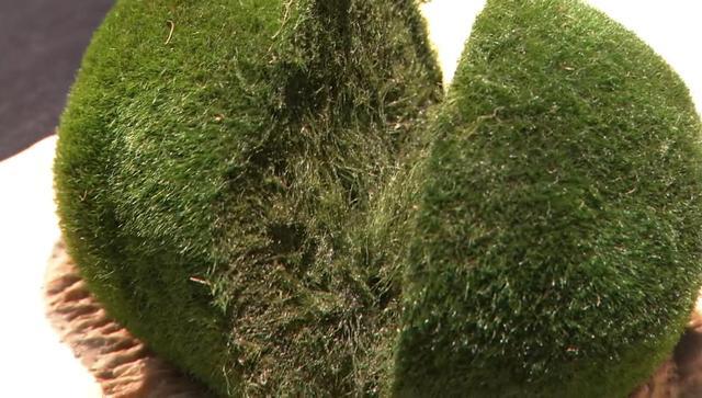 养在瓶子和鱼缸里的马里莫绿球藻原来有这么多秘密nhk纪录片