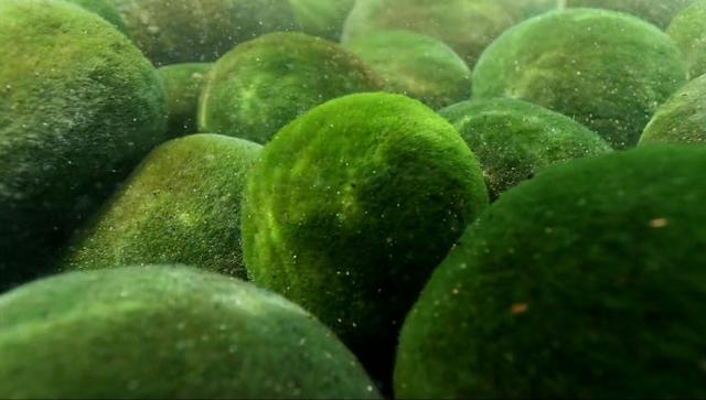 养在瓶子和鱼缸里的马里莫绿球藻原来有这么多秘密nhk纪录片