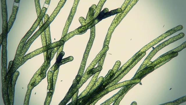 养在瓶子和鱼缸里的马里莫绿球藻原来有这么多秘密nhk纪录片