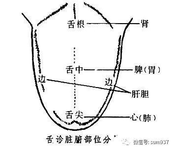 舌头知健康:舌与足少阴脾经