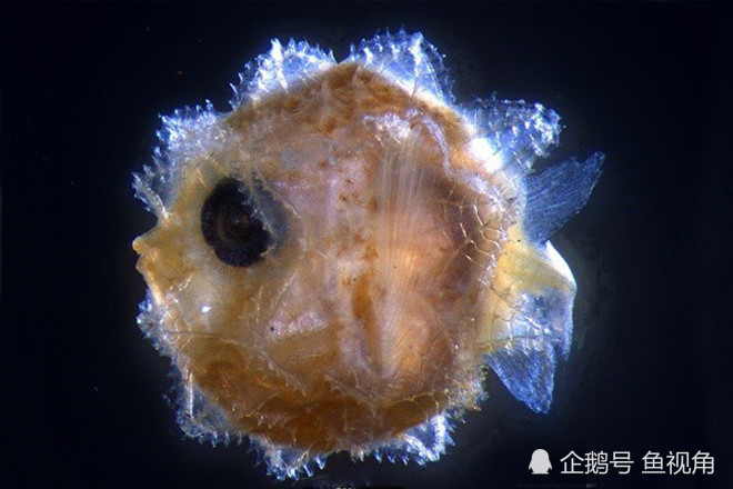 翻车鱼|科学家首次发现翻车鱼幼鱼，仅2毫米长，成年后可长到3米、2吨重！