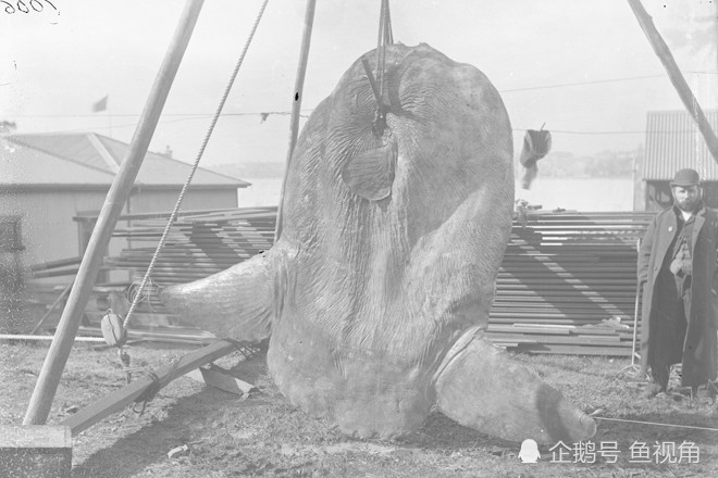 翻车鱼|科学家首次发现翻车鱼幼鱼，仅2毫米长，成年后可长到3米、2吨重！