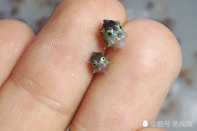 翻车鱼|科学家首次发现翻车鱼幼鱼，仅2毫米长，成年后可长到3米、2吨重！