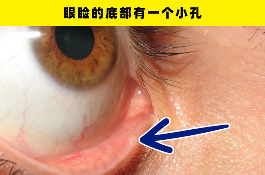 2,眼睑的底部有一个小孔事实上,人体骨骼系统只占体重的六分之一.