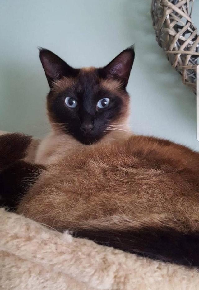 米歇尔·赖特|3天4只宠物猫被神秘毒杀惊动警方，虐猫狂让英国小镇人心惶惶