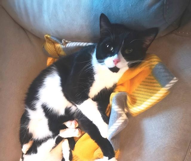 米歇尔·赖特|3天4只宠物猫被神秘毒杀惊动警方，虐猫狂让英国小镇人心惶惶