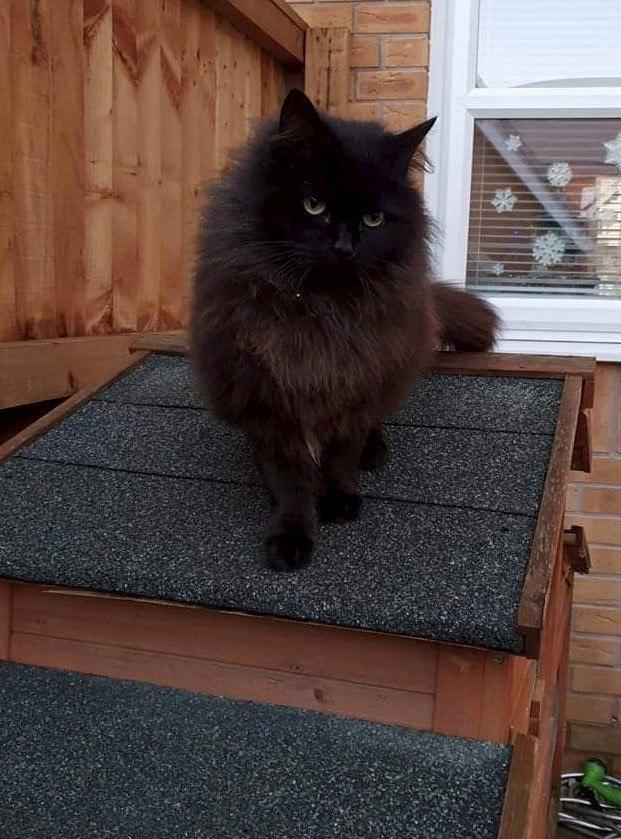 米歇尔·赖特|3天4只宠物猫被神秘毒杀惊动警方，虐猫狂让英国小镇人心惶惶