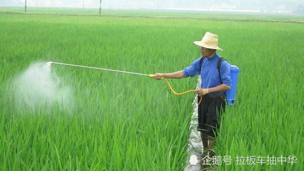 水稻田除草剂～吡嘧磺隆|阔叶杂草|莎草|田埂|水稻田|除草剂|水稻