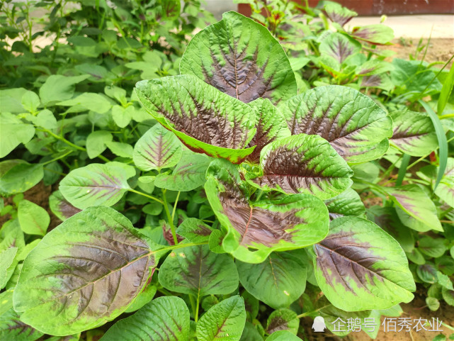 农村"米谷菜",曾当粮食吃,今成特色蔬菜,种一茬可采摘俩月