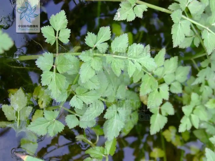 芹菜|我们常说的“献芹”，到底献的是哪种芹？