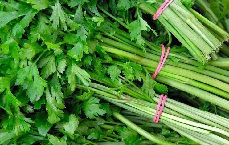 芹菜|我们常说的“献芹”，到底献的是哪种芹？