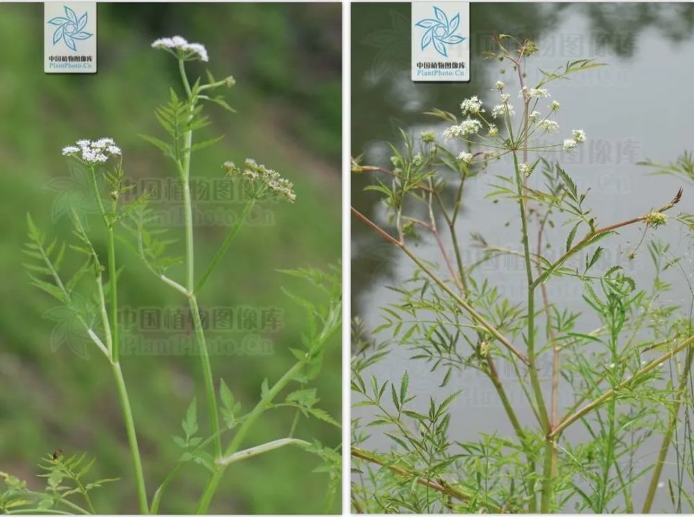 芹菜|我们常说的“献芹”，到底献的是哪种芹？