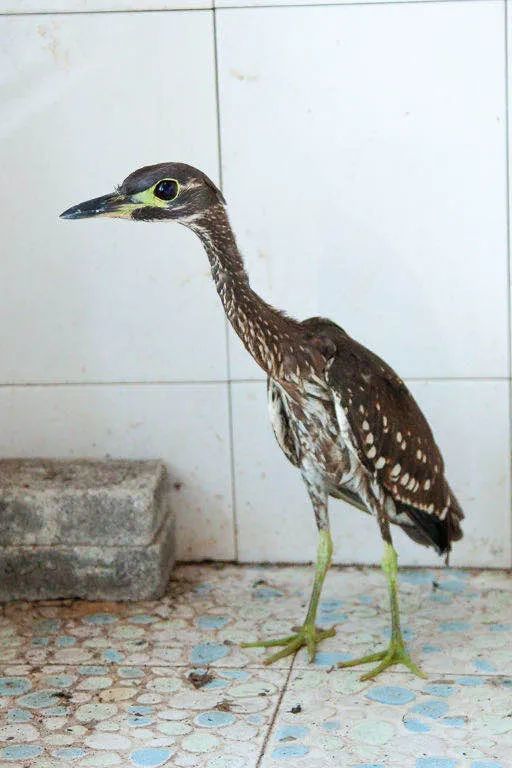 极度濒危物种海南虎斑鳽现身三峡大坝_腾讯新闻