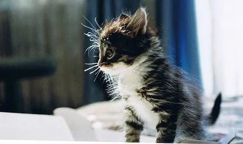 猫咪炸毛不一定就是受到惊吓这四种情况铲屎官有针对性的应对就好