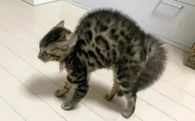 猫咪炸毛不一定就是受到惊吓这四种情况铲屎官有针对性的应对就好