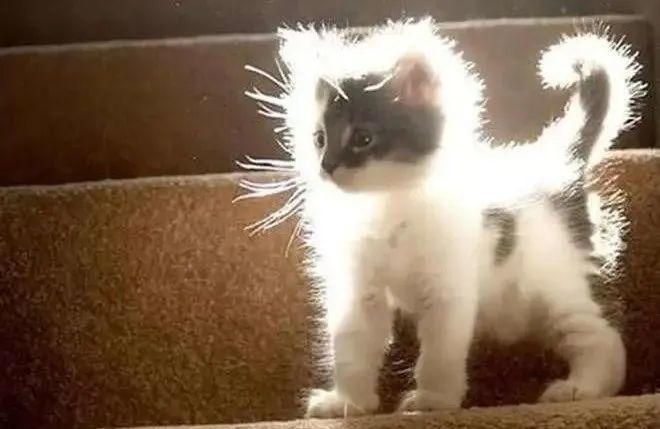 猫护|猫咪炸毛不一定就是受到惊吓,这四种情况,铲屎官有针对性的应对