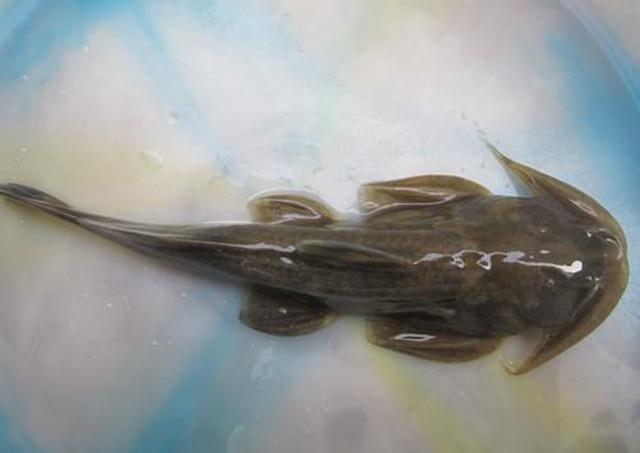 第二种:芝麻剑鱼这种鱼身体表面长满黑芝麻一样的小点点,身体外形酷似