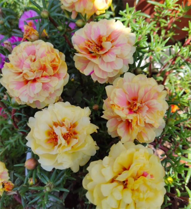 夏天最好养的花,必不可少的花园"宠儿",开花一整夏