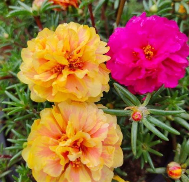 夏天最好养的花,必不可少的花园"宠儿",开花一整夏