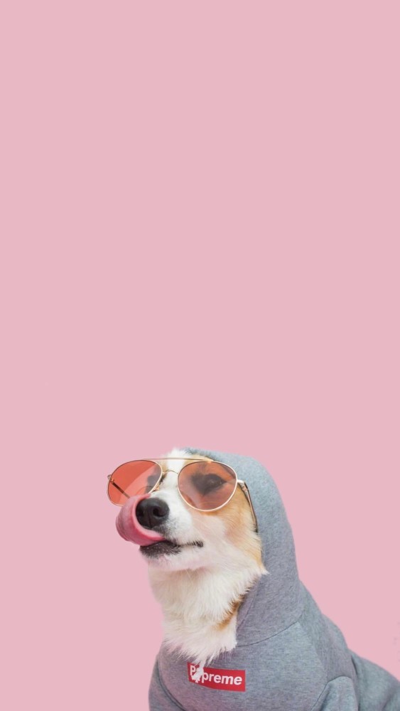 第七期蠢萌柯基