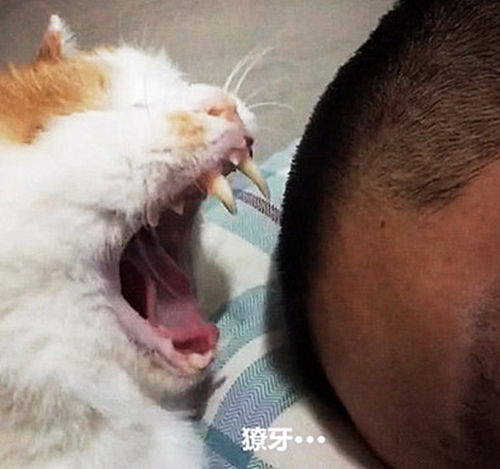 猫咪|猫咪对男子露出獠牙，以为要动手了，随后感叹道：原来是个误会