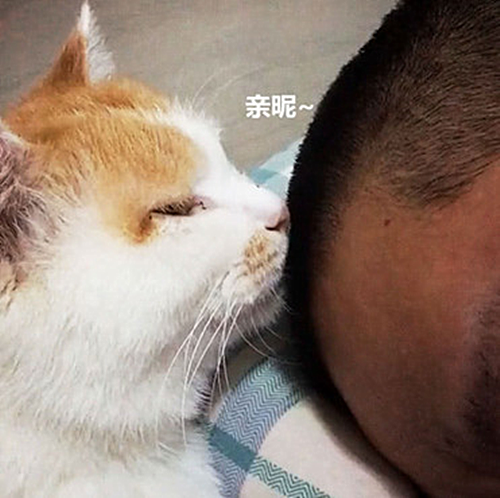 猫咪|猫咪对男子露出獠牙，以为要动手了，随后感叹道：原来是个误会