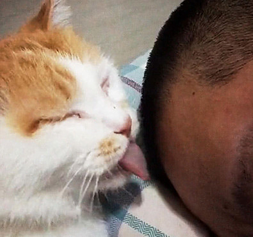 猫咪|猫咪对男子露出獠牙，以为要动手了，随后感叹道：原来是个误会