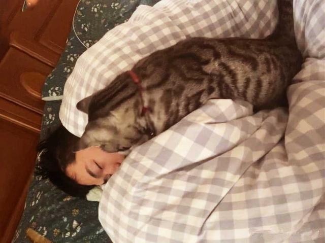 猫咪|猫咪对男子露出獠牙，以为要动手了，随后感叹道：原来是个误会