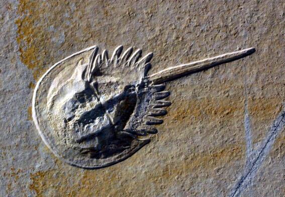 (4亿年前的"鲎"化石)