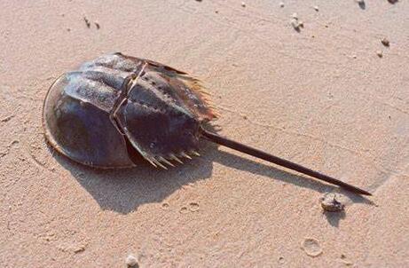 物种|它来自4亿年前，为人类作出了巨大贡献，如今却成了濒危物种