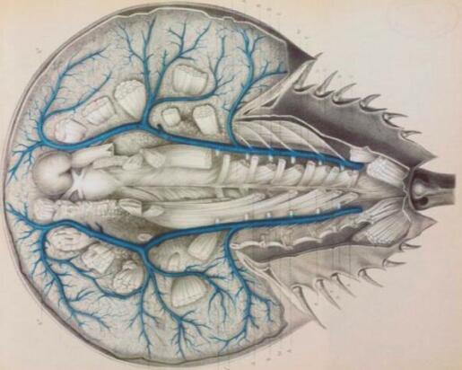物种|它来自4亿年前，为人类作出了巨大贡献，如今却成了濒危物种