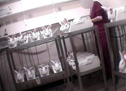 物种|它来自4亿年前，为人类作出了巨大贡献，如今却成了濒危物种