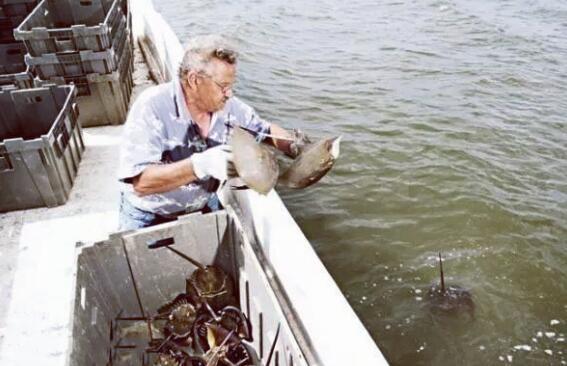 物种|它来自4亿年前，为人类作出了巨大贡献，如今却成了濒危物种