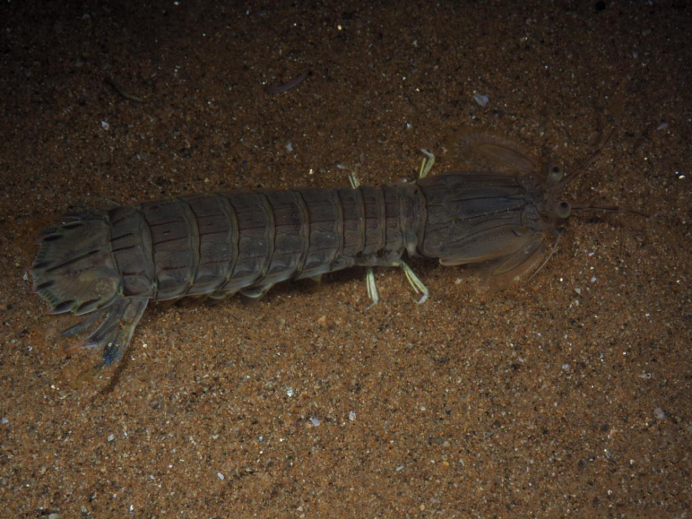 口虾蛄(oratosquilla oratoria)