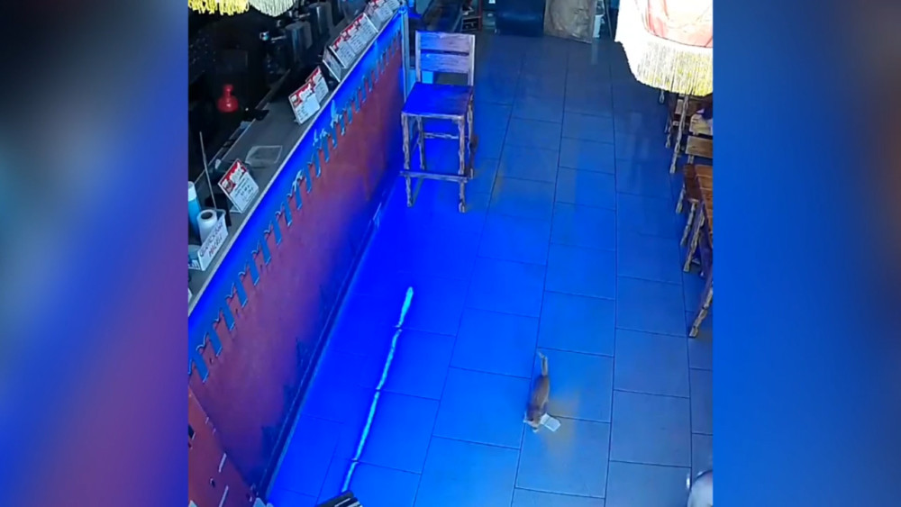 俄罗斯酒吧|俄罗斯酒吧出现可爱“猫咪窃贼” 试图偷走一捆钞票时被逮
