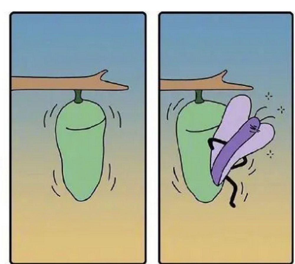 爆笑漫画毛毛虫破茧而出变成蝴蝶夜间又回到茧里原来这只是睡袋