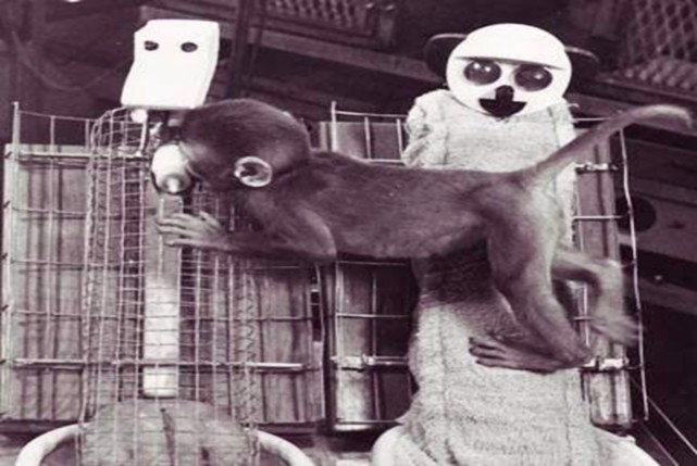 心理学家本以为"民以食为天",恒河猴应该会抱住有食物的"铁丝妈妈",但